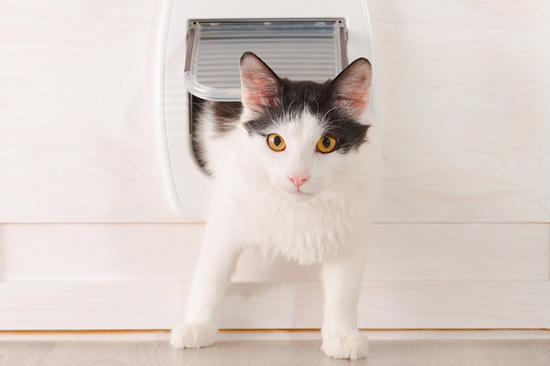 Black and white cat going through a cat door.